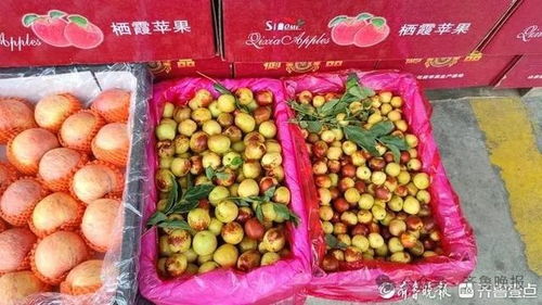 冬棗變“夏棗”？反季上市價(jià)高銷量漲，25元一斤仍受熱捧