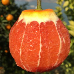 秭歸血橙 新鮮手剝，當(dāng)季“中華紅肉臍橙”批發(fā)指南